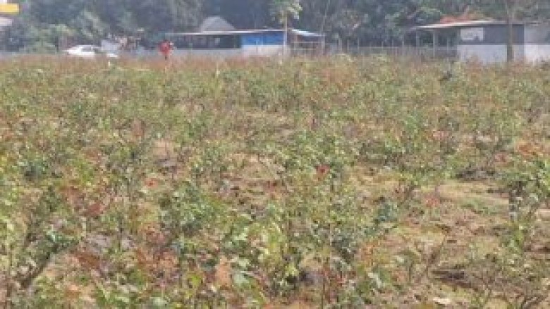 অস্তিত্ব সংকটে সাভারের ‘গোলাপ গ্রাম’