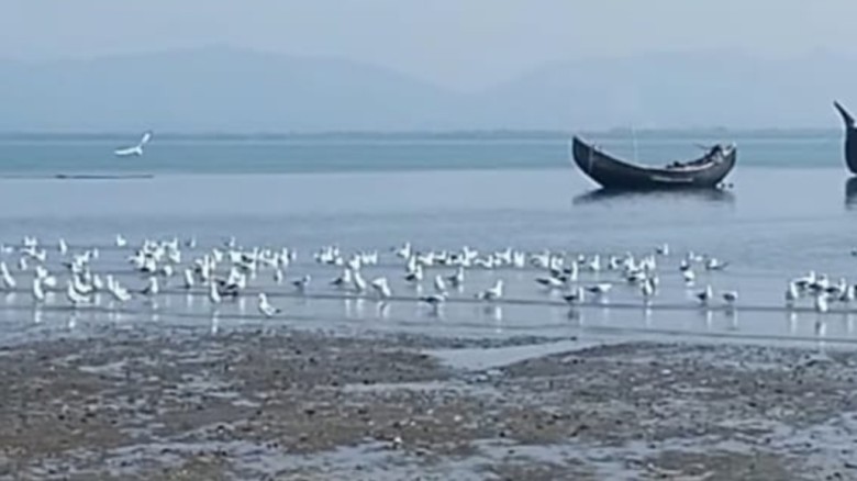 নাফ নদের চরে অতিথি পাখির মেলা: মুগ্ধ পর্যটক, মুখরিত শাহপরীর দ্বীপ