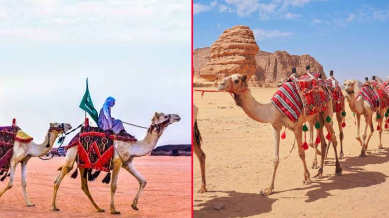 সৌদিতে চালু হলো ‘উট পাসপোর্ট’ প্রকল্প