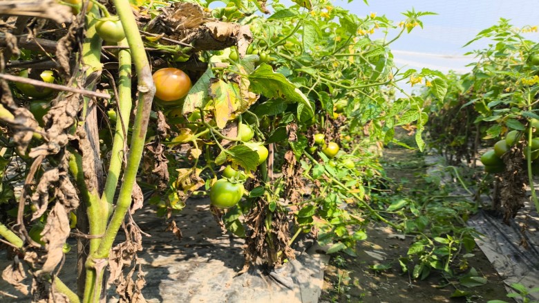 জামালপুরে জনপ্রিয় হচ্ছে মালচিং প্রযুক্তি: কম খরচে অধিক লাভের দিশা