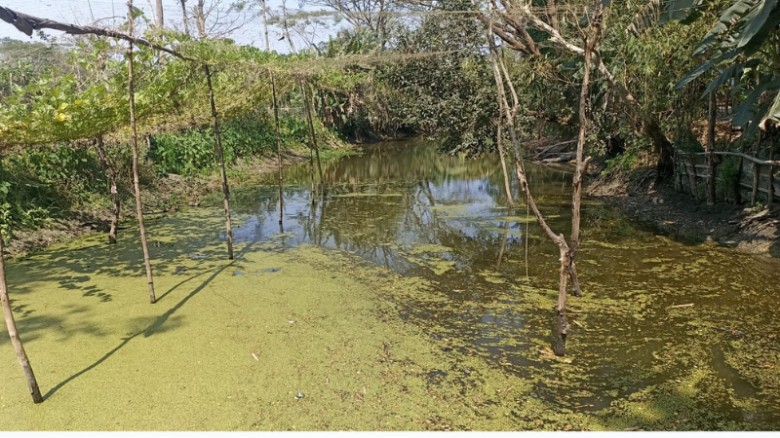 মোরেলগঞ্জে প্রভাবশালীদলের দখলে ২ কিমি খাল: বিপাকে শত শত কৃষক