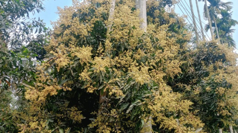 মুকুলে মুকুলে ছেয়ে গেছে মণিরামপুর: বাম্পার ফলনের আশায় কৃষকরা