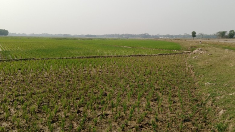 মৌলভীবাজারে তীব্র পানি সংকট: ৩০ হাজার হেক্টর জমিতে বোরো চাষ ব্যাহত