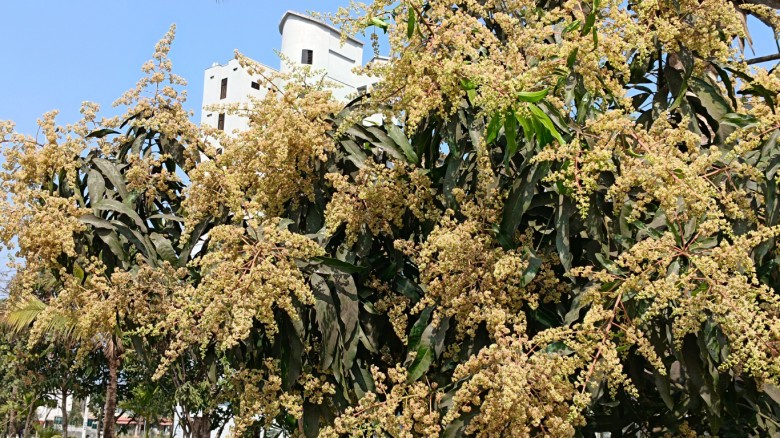 আমের মুকুলে সেজেছে গোবিপ্রবি ক্যাম্পাস