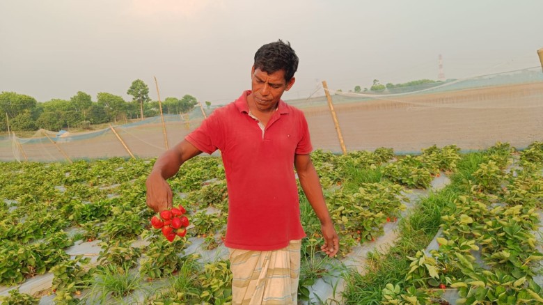 ঈশ্বরদীতে স্ট্রবেরি চাষে বিপ্লব: লাল ফলে কৃষকের ভাগ্য 'লাল'