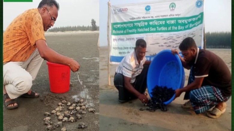 টেকনাফ সৈকতে একদিনে ফিরল চার শতাধিক কাছিম, সংরক্ষিত সহস্রাধিক ডিম