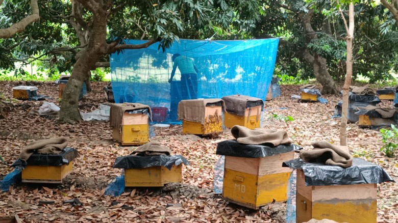 ঈশ্বরদীতে লিচুর মুকুল থেকে মধু সংগ্রহে রেকর্ড