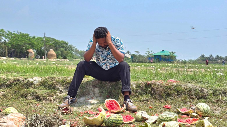সিন্ডিকেট ও বৃষ্টির কবলে দিশেহারা ফেনীর হাজারো তরমুজ চাষি