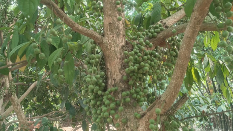 শ্রীপুরে লটকন চাষে ভাগ্য বদলাচ্ছে কৃষকদের