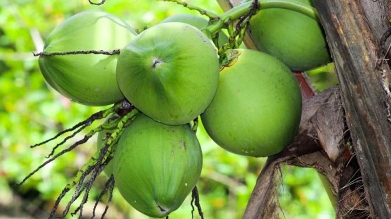 ৩০ দিন ডাবের পানি পান করলে শরীরে কী পরিবর্তন আসে? জানুন উপকারিতা