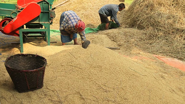 পাহাড়ে উঠছে আউশ ধান: সোনালি শস্যে হাসছে রাঙামাটি
