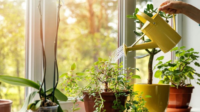 তপ্ত গরমেও সতেজ থাকবে শখের বাগান: উদ্ভিদবিদদের জরুরি পরামর্শ