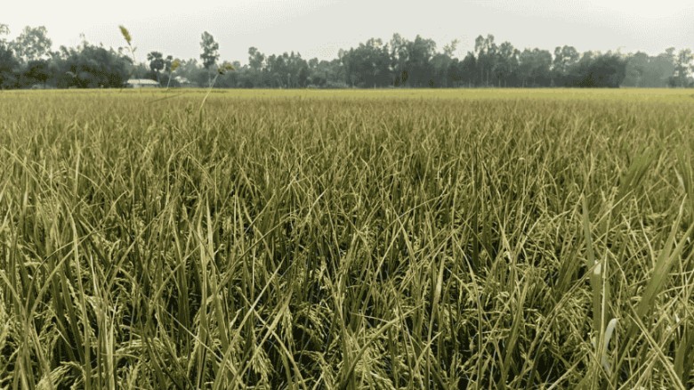 রাণীনগরে ধানের বিএলবি রোগে দিশেহারা কৃষক