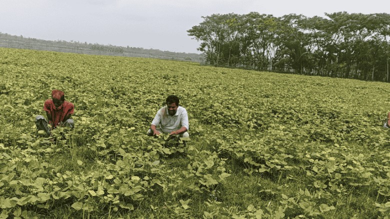মোরেলগঞ্জে পতিত জমিতে মুগ চাষে বিপ্লব