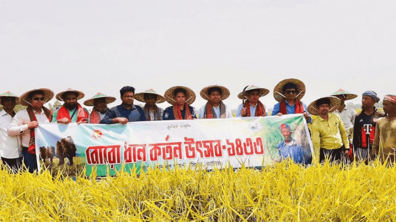 চলনবিলে বোরো ধান কাটার উৎসব শুরু