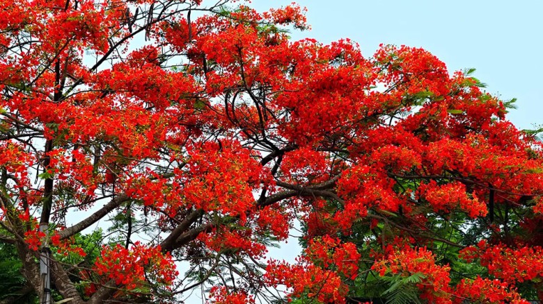 রঙ লেগেছে কৃষ্ণচূড়ায়: লাল আভায় সেজেছে ব্রাহ্মণপাড়ার প্রকৃতি