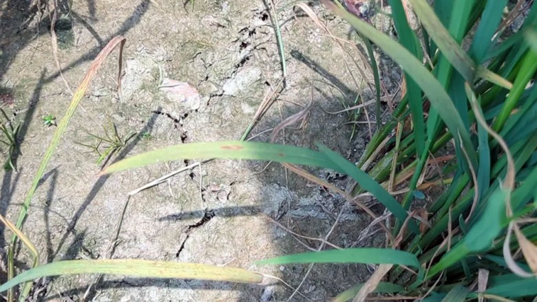 সেচ সংকটে ফেটেছে মাটি, ধানের লাভ নিয়ে শঙ্কায় পটুয়াখালীর কৃষক