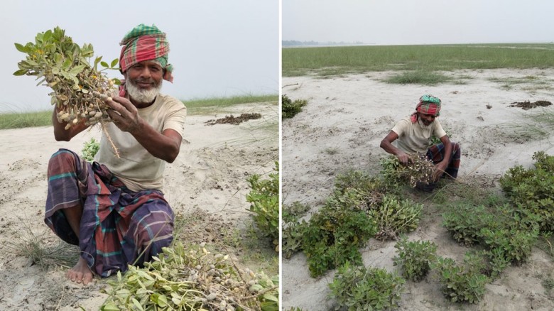 যমুনার চরে বাদামের ফলনে কৃষকের মুখে হাসি