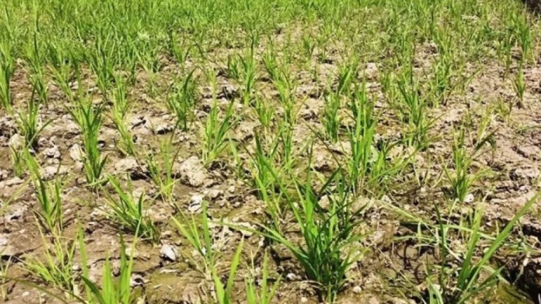 দিনাজপুরে ডিজেল সংকট ও লোডশেডিংয়ে বোরো চাষে শঙ্কা