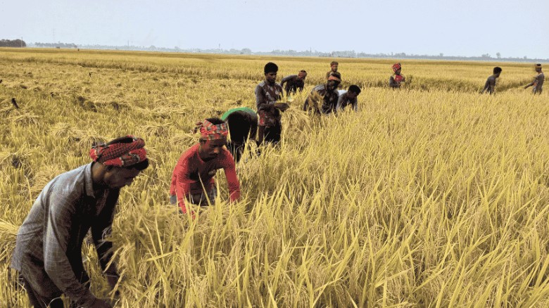 রাণীনগরে ধানের ফলন ও দাম বিপর্যয়ের মুখে কৃষক