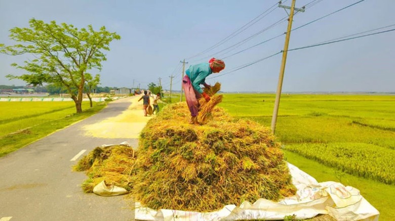 ধানের দাম নিয়ে হাওরজুড়ে হতাশা