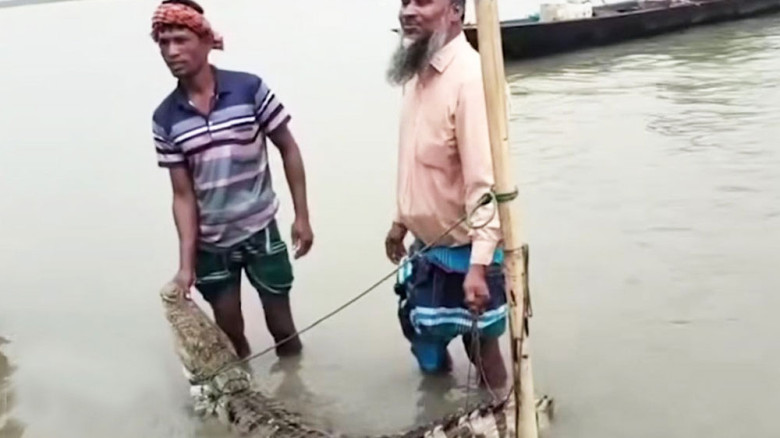 পদ্মায় জেলের বড়শিতে মাছের বদলে উঠল কুমির