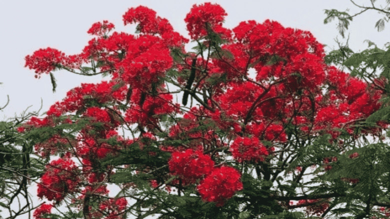 কৃষ্ণচূড়ার আগুনরাঙা রূপ প্রকৃতিতে মুগ্ধতা ছড়াচ্ছে
