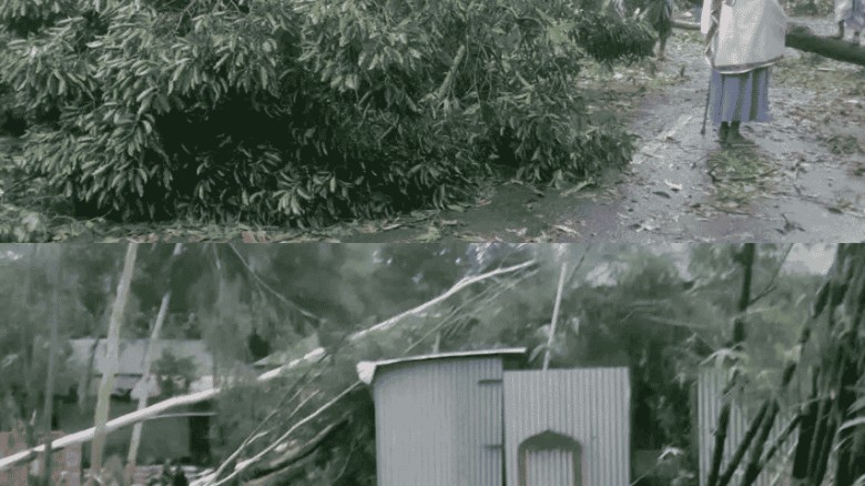 উল্লাপাড়ায় শতবর্ষী বটগাছ ভেঙে ব্যাপক ক্ষয়ক্ষতি