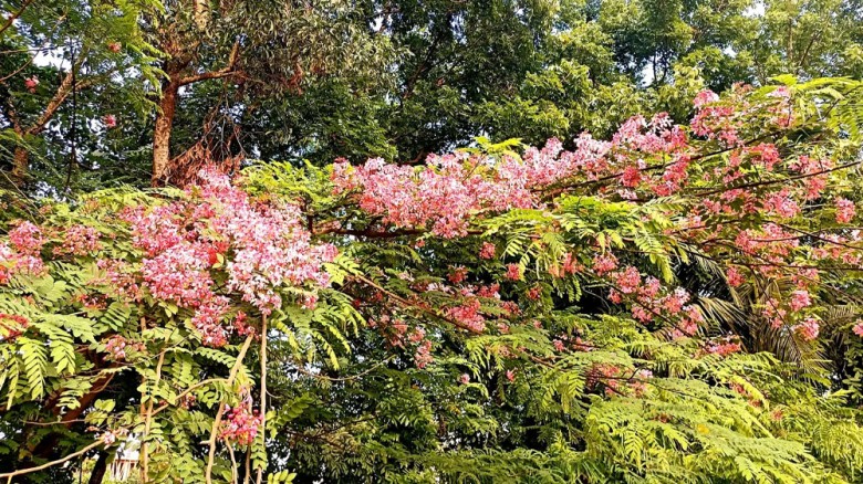 কলেজ প্রাঙ্গণে মুগ্ধতা ছড়াচ্ছে দুর্লভ লাল সোনাইল