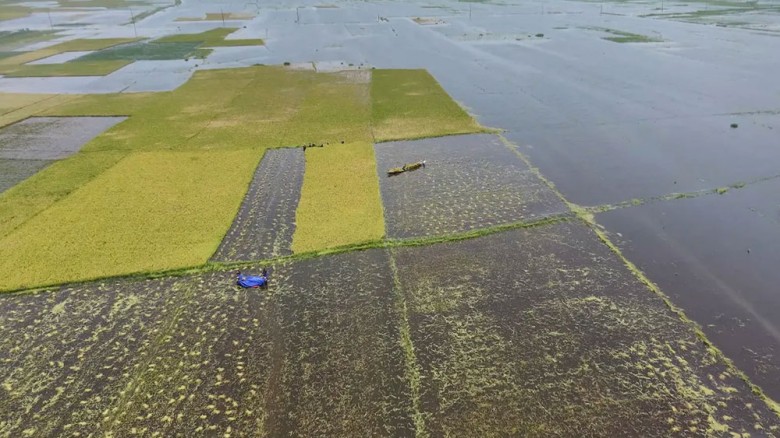হাওরের বোরো ধানে ত্রিমুখী আঘাত: দিশেহারা কিশোরগঞ্জের কৃষক