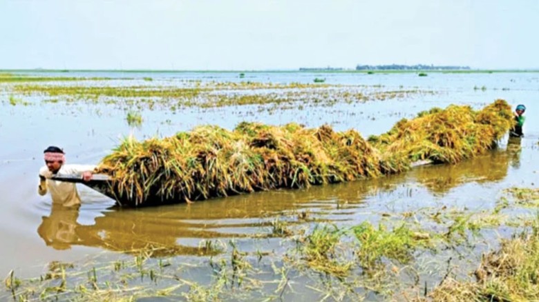 পানির নিচে বোরো ধান, পথে বসার শঙ্কায় লাখো কৃষক