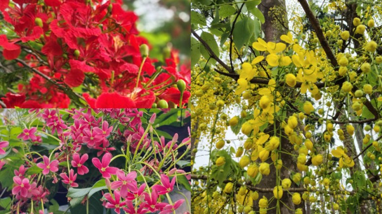 আকাশজুড়ে এখন ফুলের আলপনা