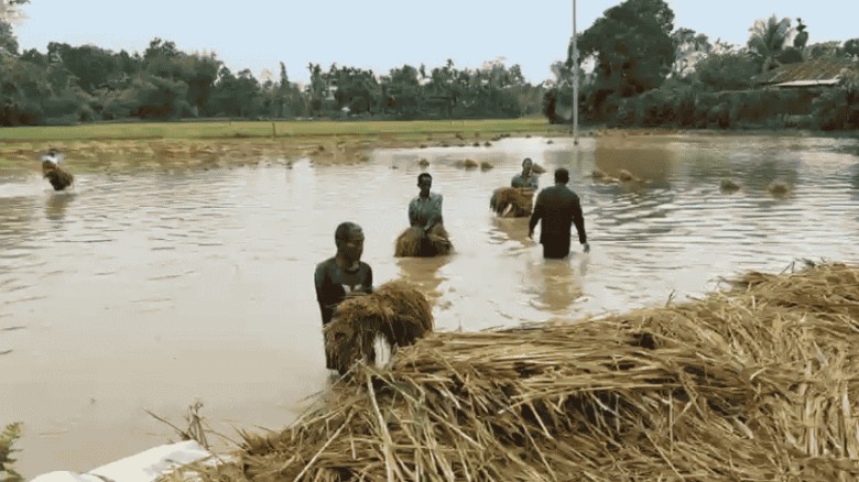 কালবৈশাখীর তাণ্ডবে দীঘিনালায় কৃষকের স্বপ্ন তছনছ