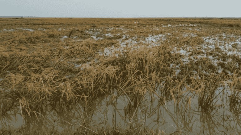 নিকলীতে তলিয়ে গেছে ধানক্ষেত: দিশেহারা কৃষক