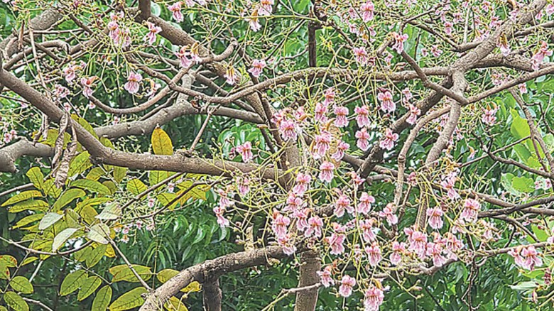 মায়াবতী পারুল ফুল