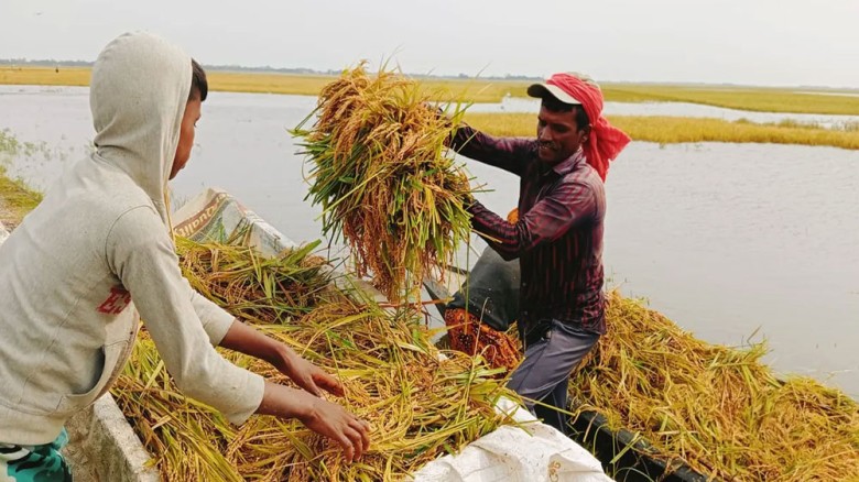 হাওরে ফসল রক্ষার প্রাণপণ চেষ্টায় কৃষকরা