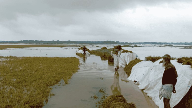 হাওর ডুবে ফসলের বিপর্যয়: ধান হারিয়ে নিঃস্ব কৃষক