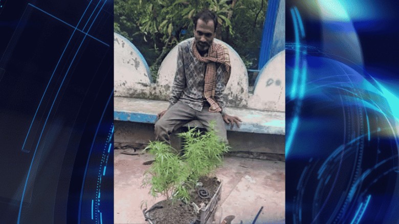 মুন্সিগঞ্জে গাঁজা গাছসহ গ্রেপ্তার ১