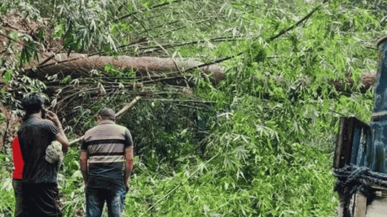 লাউয়াছড়ায় গাছ পড়ে ৫ ঘণ্টা যান চলাচল বন্ধ