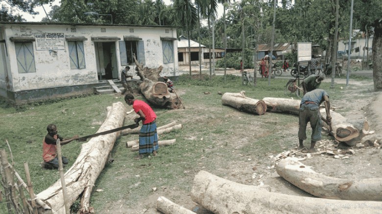 পীরগাছায় নিয়ম ছাড়াই ক্লিনিকের গাছ বিক্রি
