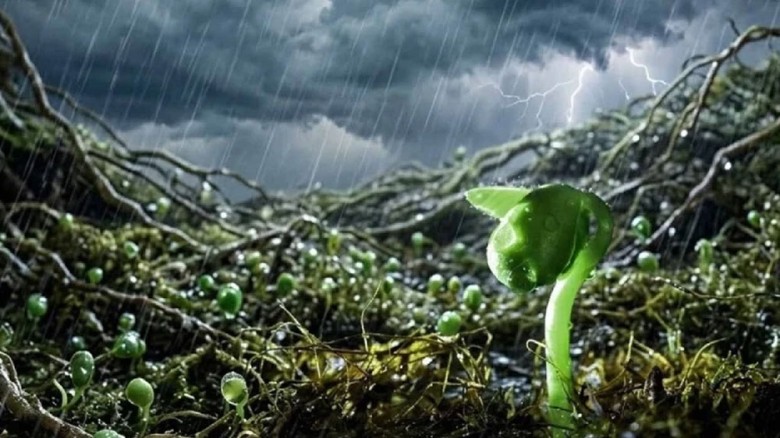 মেঘ থেকে বৃষ্টি নামাতে সাহায্য করে মাটিতে লুকিয়ে থাকা অণুজীব!