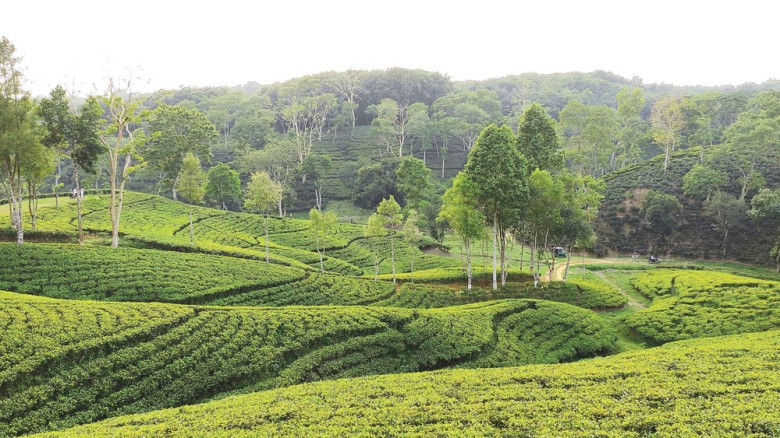 শ্রীমঙ্গলের সবুজ সাম্রাজ্যে এক দিন