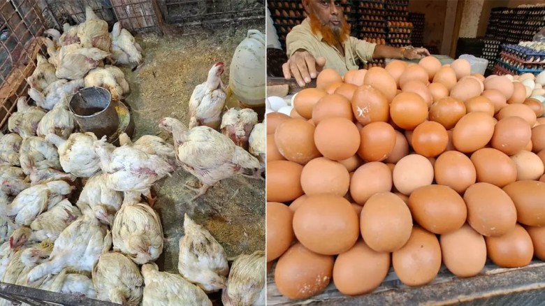 ব্রয়লারের কেজি ২০০, ডিমের ডজন ১৫০