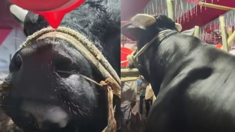 নাম তার ‘নাসীরুদ্দীন পাটওয়ারী’ এক চুমুকে খায় ১২ কেজি জাউ