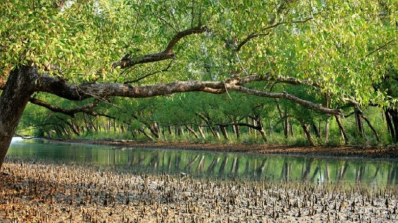 ৩ মাসের জন্য বন্ধ হলো সুন্দরবনের দুয়ার