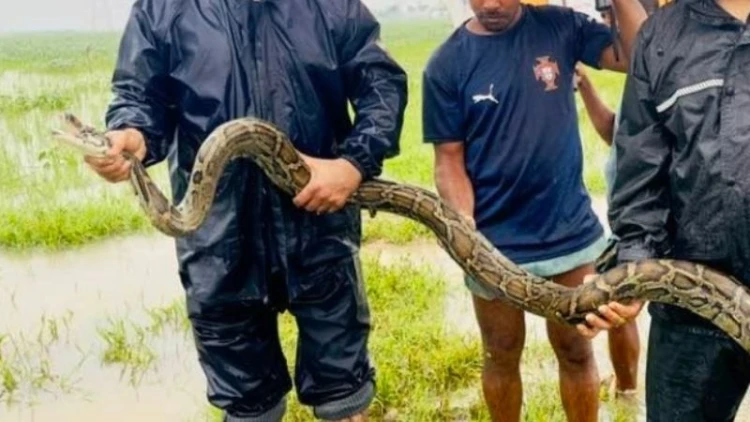শ্রীমঙ্গলের হাওর থেকে অজগর উদ্ধার