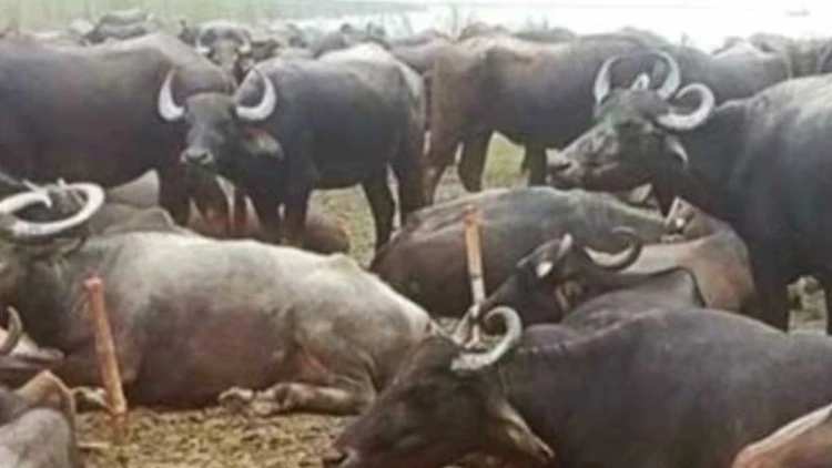 মহিষের বাথান থেকে রাখাল অপহরণ, মুক্তিপণ দাবি