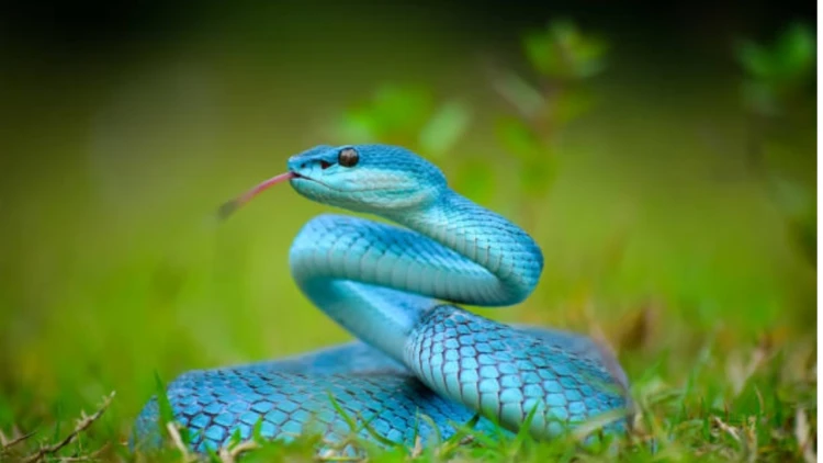 আজ বিশ্ব সাপ দিবস
