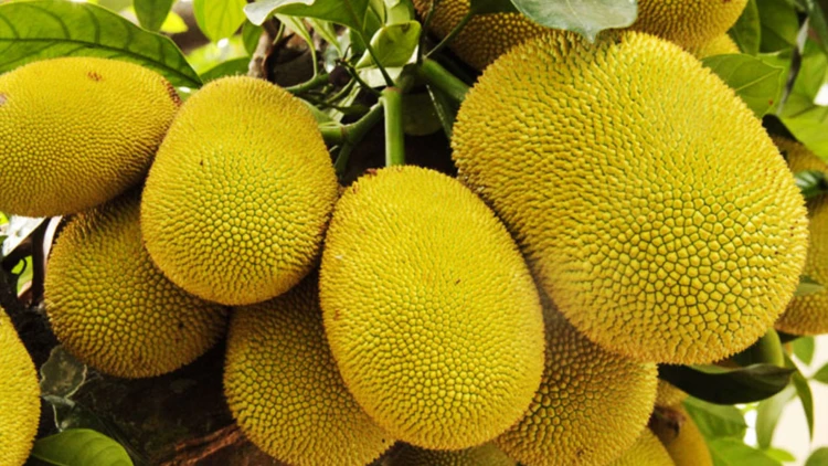 বাংলাদেশ থেকে কাঁঠাল আমদানির অনুমোদন দিল চীন