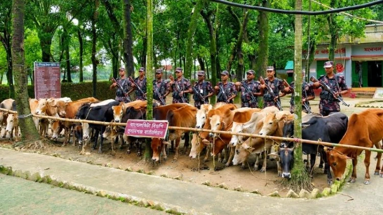মধ্যনগর সীমান্তে ভারতীয় গরু জব্দ